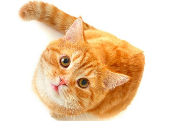 рыжий котяра