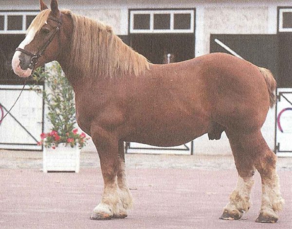 Бретонская порода лошадей