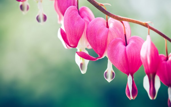 Hearts in Nature 4