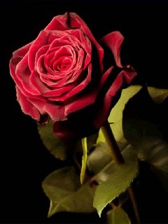 roza