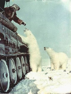 Белые медведи