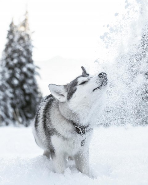 Гулёна