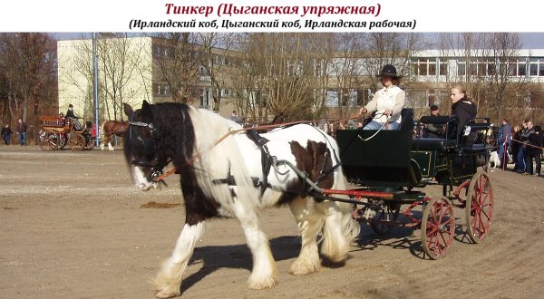 Тинкер (Цыганская упряжная лошадь)