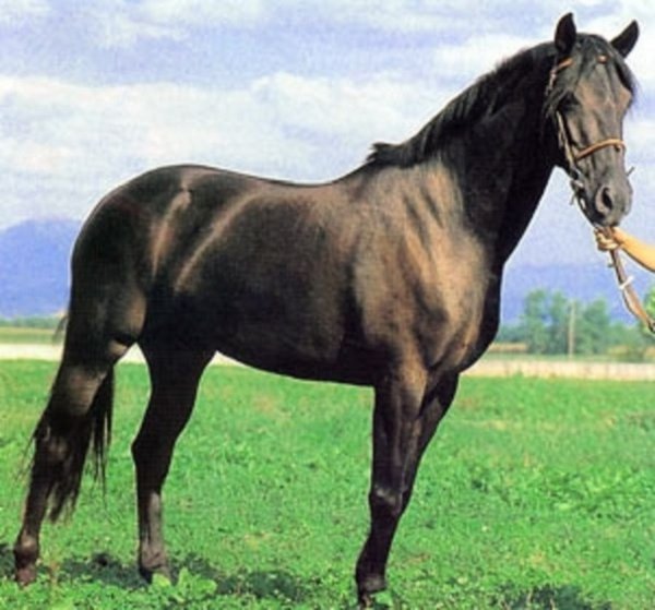 Мареммано (2)