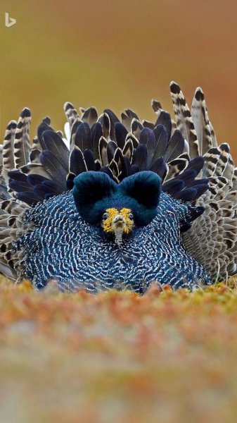 e867ff75fc732f06b930f78deacd