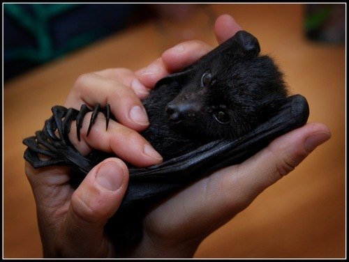 The bats (3)