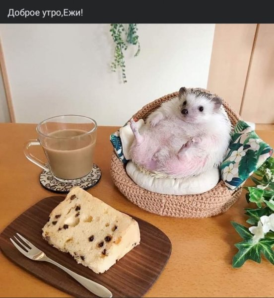 Доброе