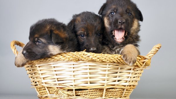 kartinki-na-rabochiy-stol-17