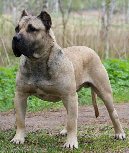 Канарская собака (18)