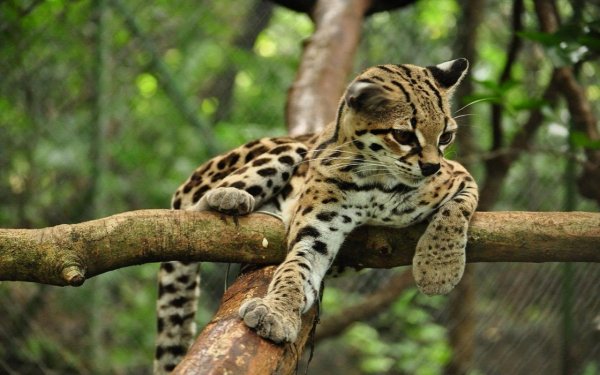 Дикая маргай кошка