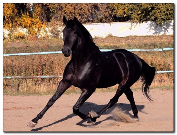 Фредериксборг (3)