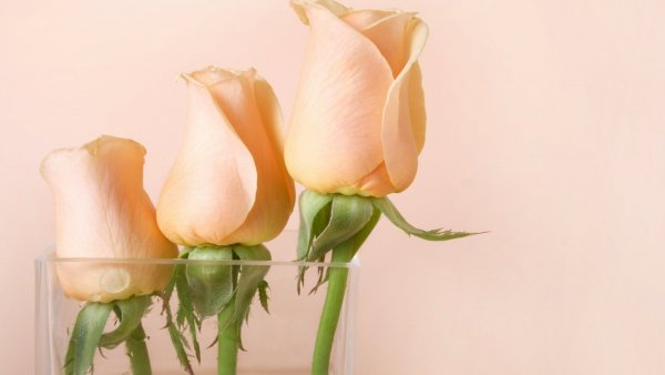 Image (15)