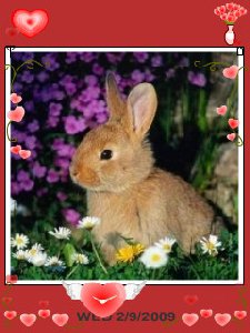 2 rabbit аnim