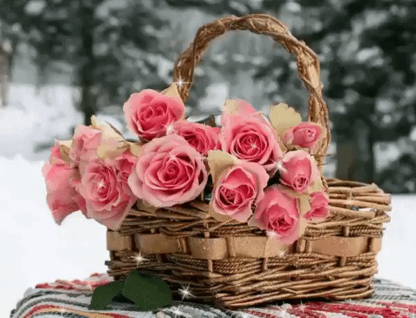 Зима Снег Цветы Розы Розовые Корзина