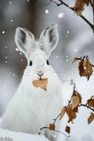 file_98314094