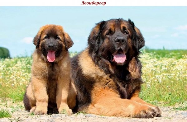 Леонбергер