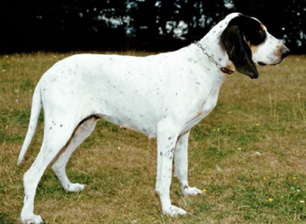 Малый гасконский сентонжуа