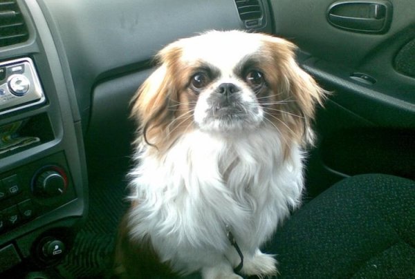 Китайский императорский хин (3)