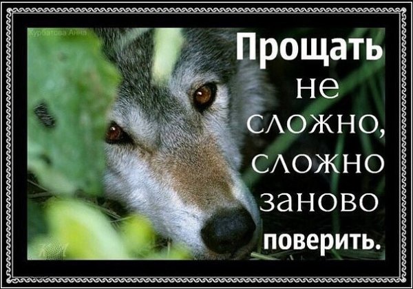 Волк