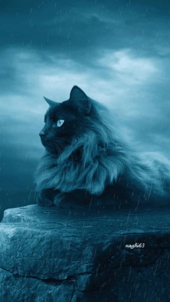 fantasycat z2w1sq5r
