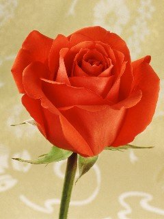 card21 240x320