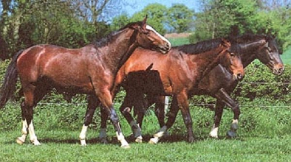 Рейнлендская порода лошадей (3)