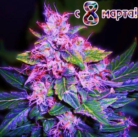 cannabis8march