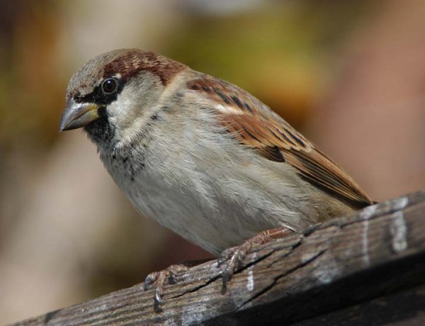 spatz