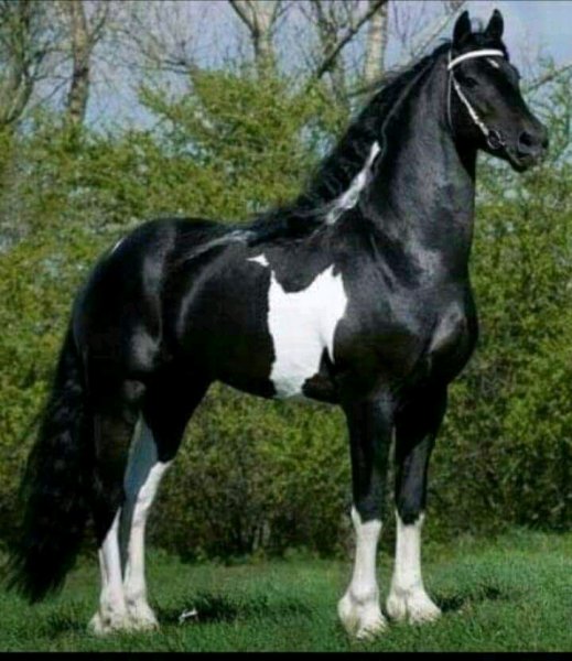 FB IMG 16193427671884852