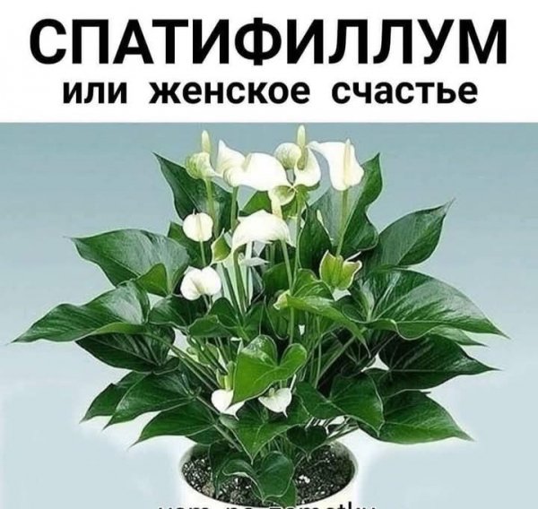FB IMG 1740048729364