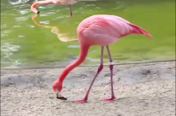 Фламинго4
