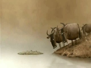 Крокодил или Бревно