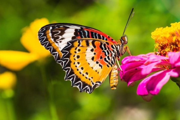 Butterflies 1