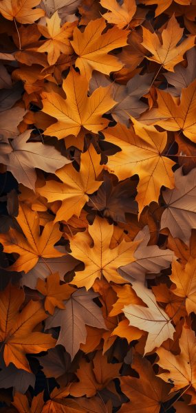 IMG 20251017 102828 712