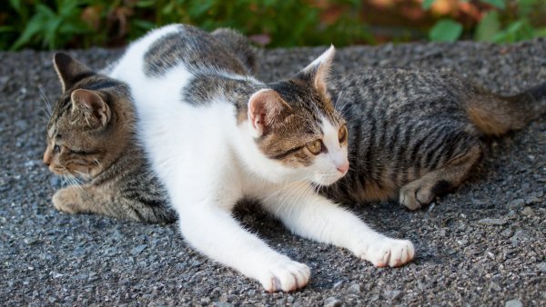 cat1373