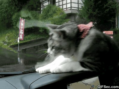 Cat-GIF