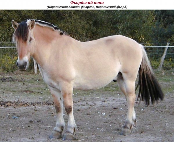 Фьордский пони