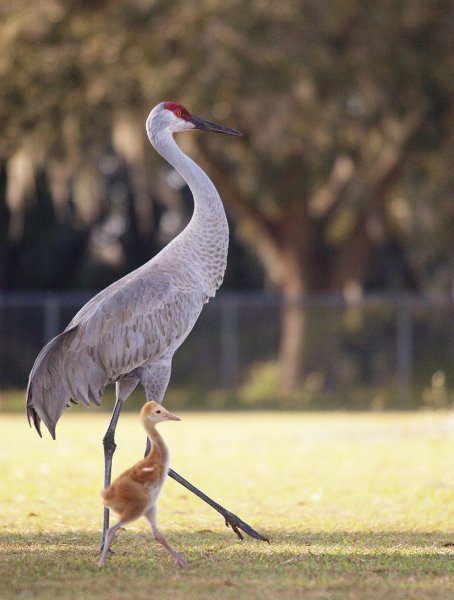 px-Sandhill Crane with baby