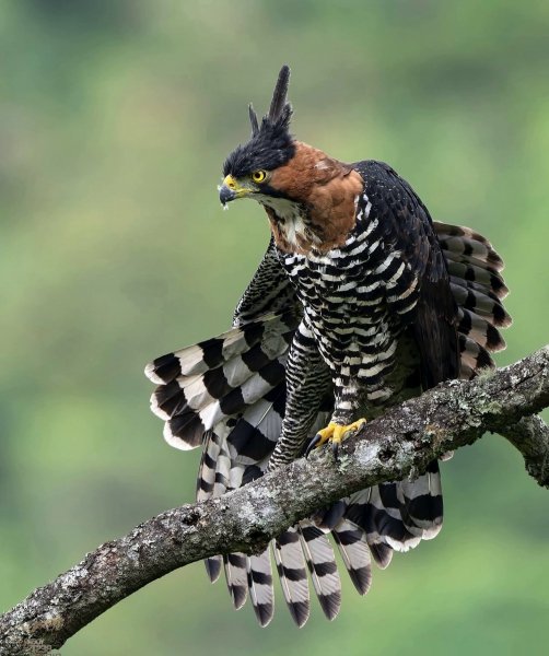 НАРЯДНЫЙ ХОХЛАТЫЙ ОРЁЛ