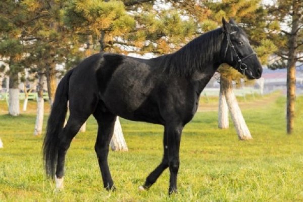 Карачаевская порода лошадей (6)