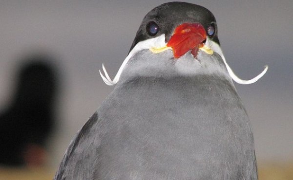 Крачки-инки привлекают партнеров своими усами