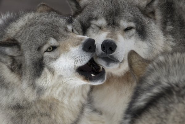 Wolves (57)