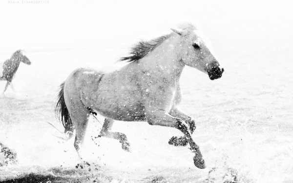 конь природа..file