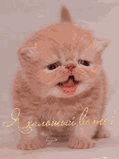 я халошый воть