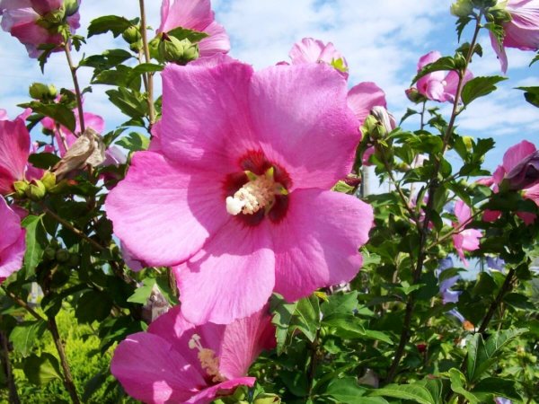 Гибискус Вудбридж (Woodbridge)