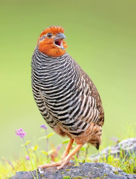 АЗИАТСКИЙ КУСТАРНИКОВЫЙ ПЕРЕПЕЛ