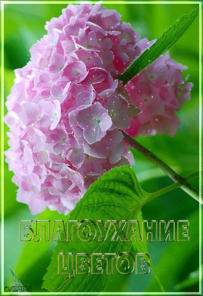 0 101d0a 37ad5a08 XL