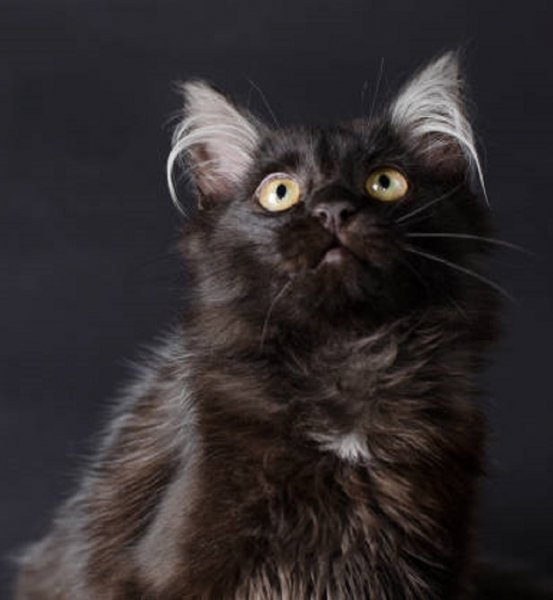 Чёрный кот.. (3)