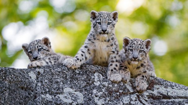 Zelen-leto-morda-koshki-fon-kamen-kotiata-snezhnyi-bars-prog