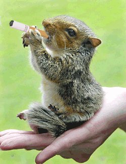 smoker